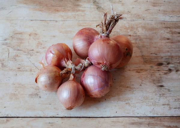 Roscoff Onions