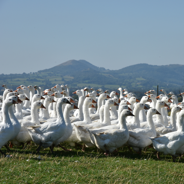 Brisbourne Free Range Goose