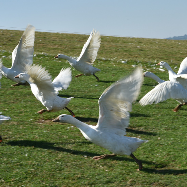 Brisbourne Free Range Goose